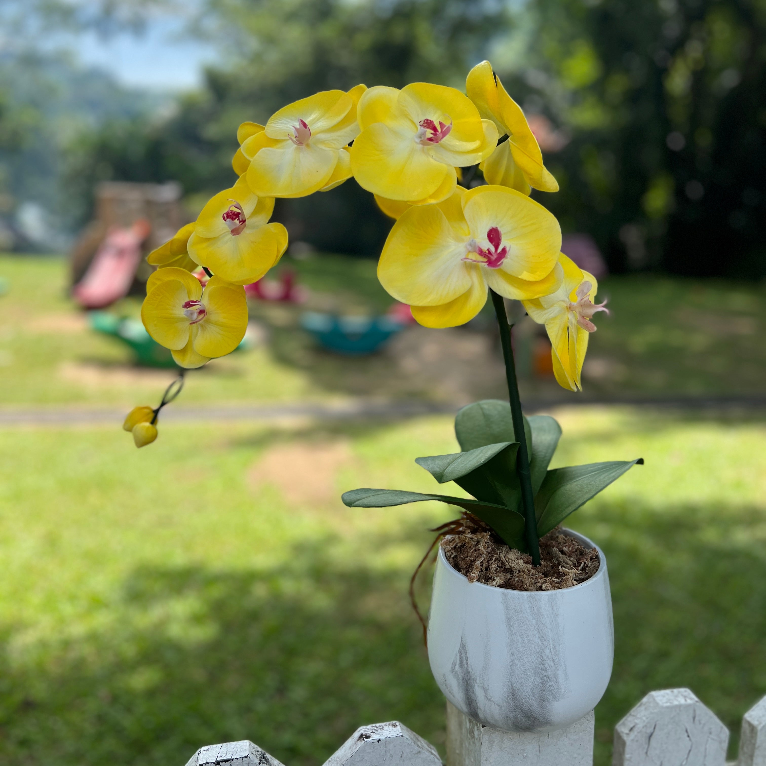 Yellow single orchid