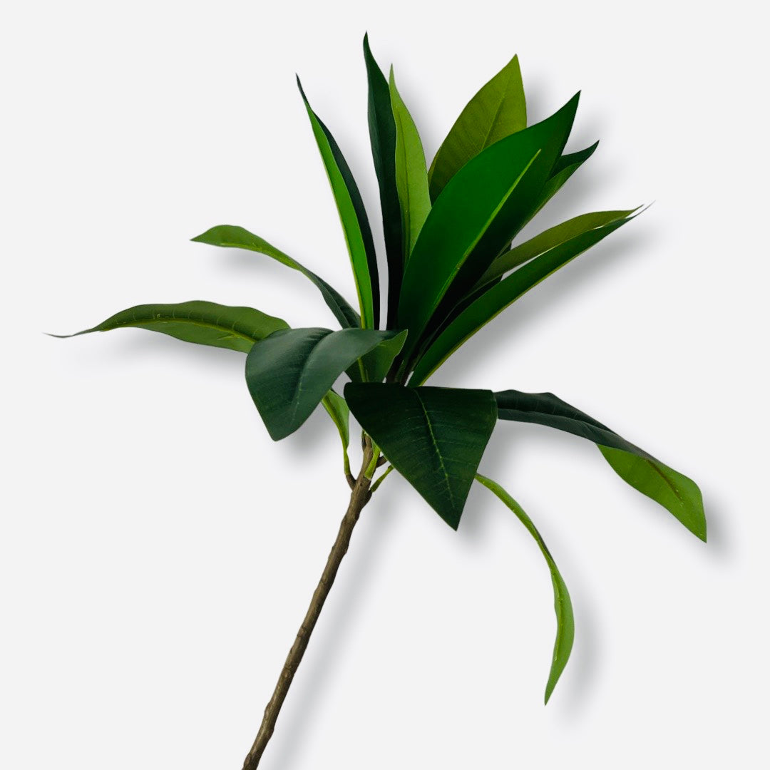 frangipani