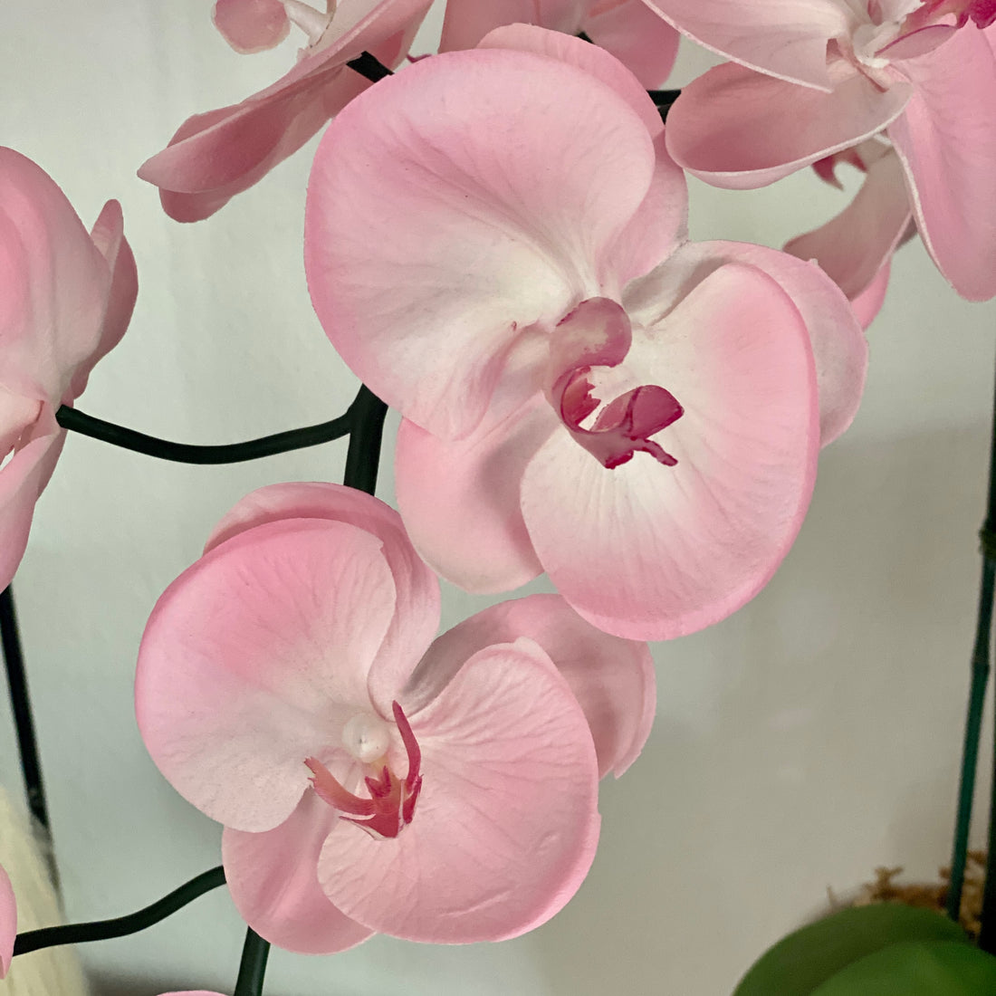 Light pink orchid - single stem