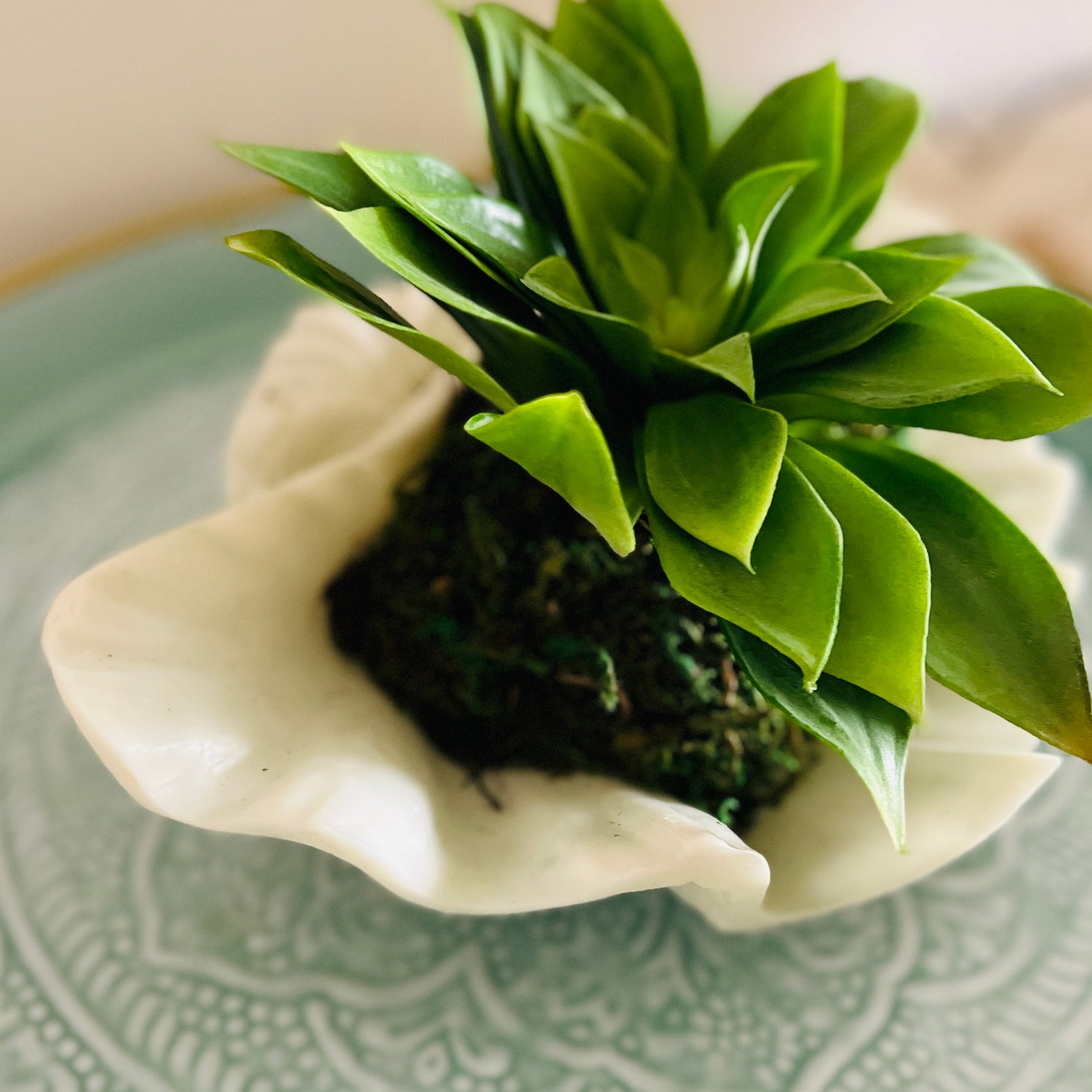 Faux succulent in shell
