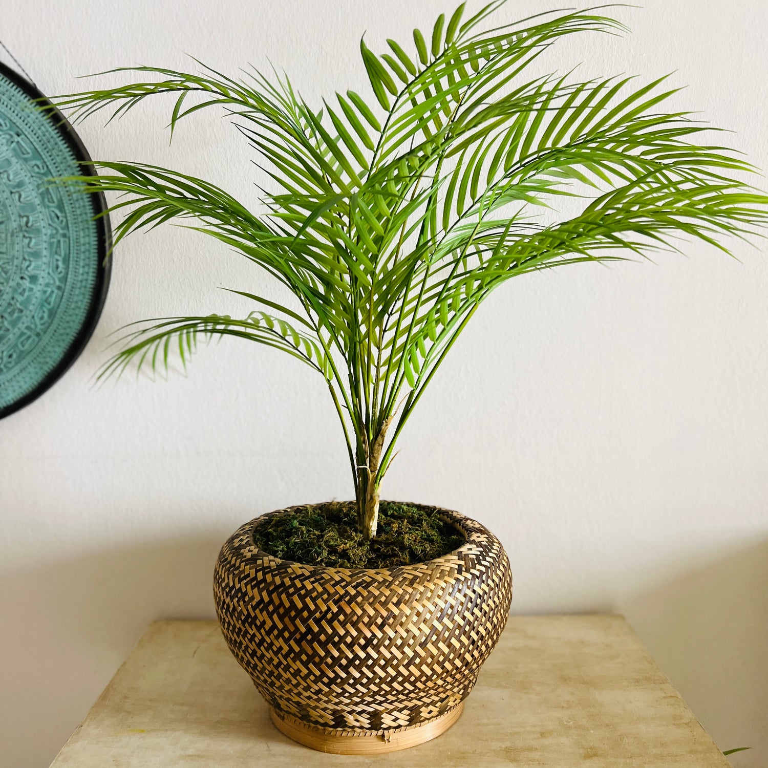 Palm plant in Laos basket