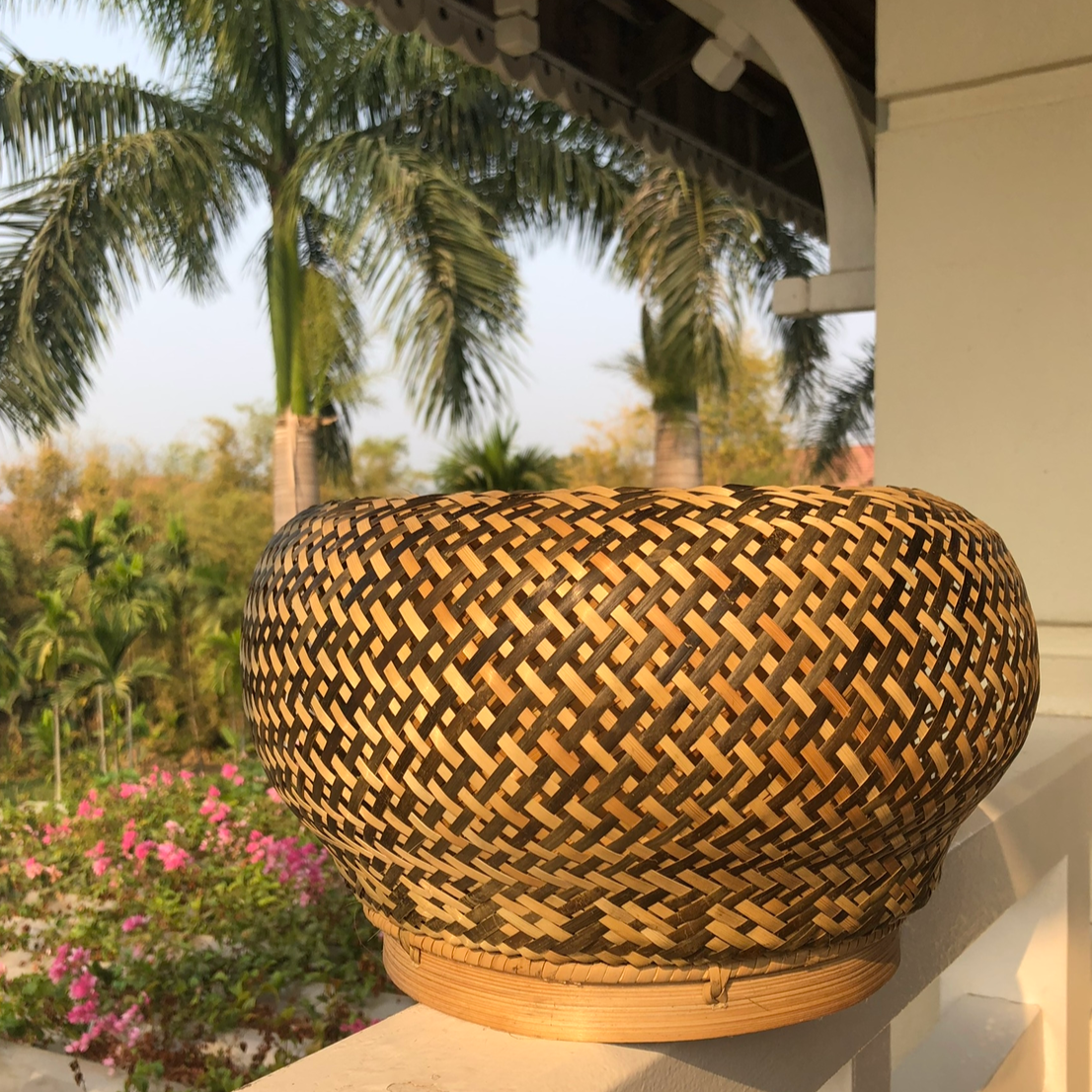 Palm plant in Laos basket