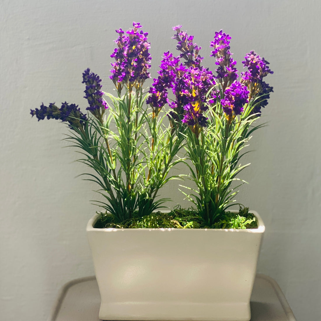 Lavender in planter