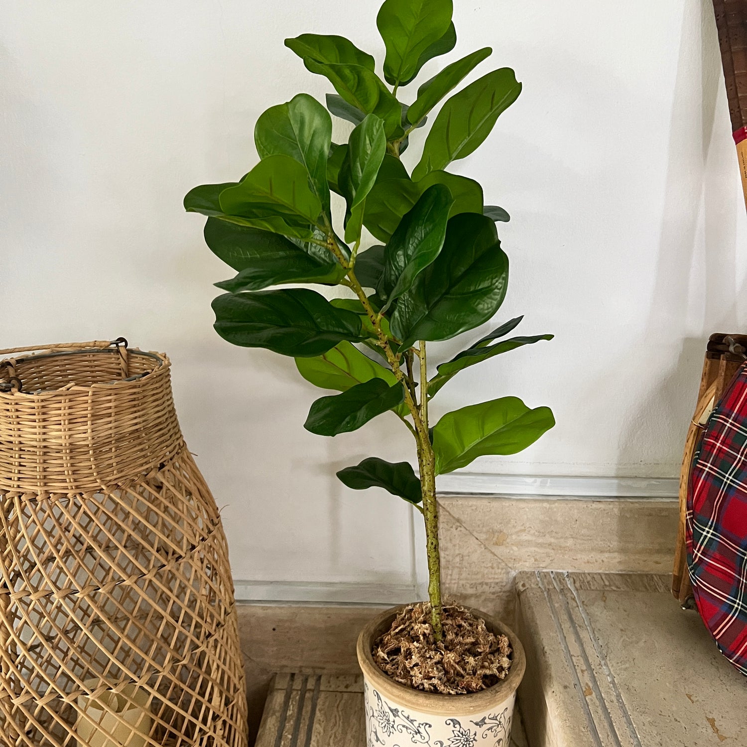 Potted fig plant