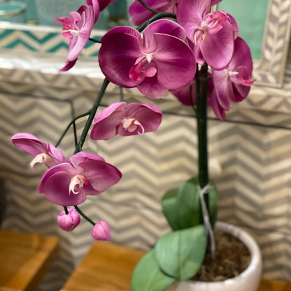 Purple Orchid - Single stem arrangement