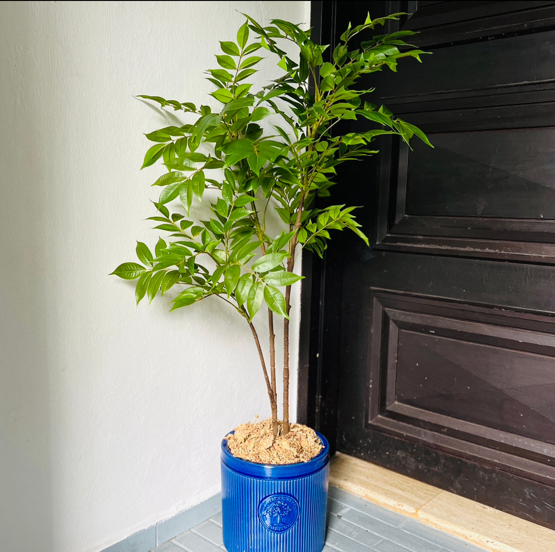 Faux Bay Tree in pot