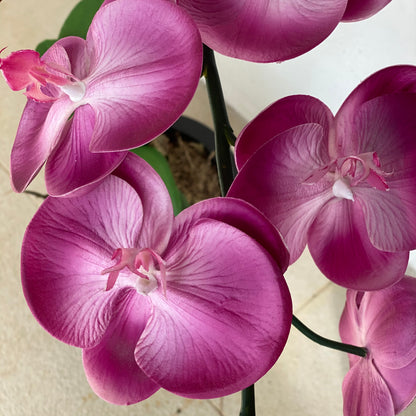 Purple Orchid - 5 stem arrangement