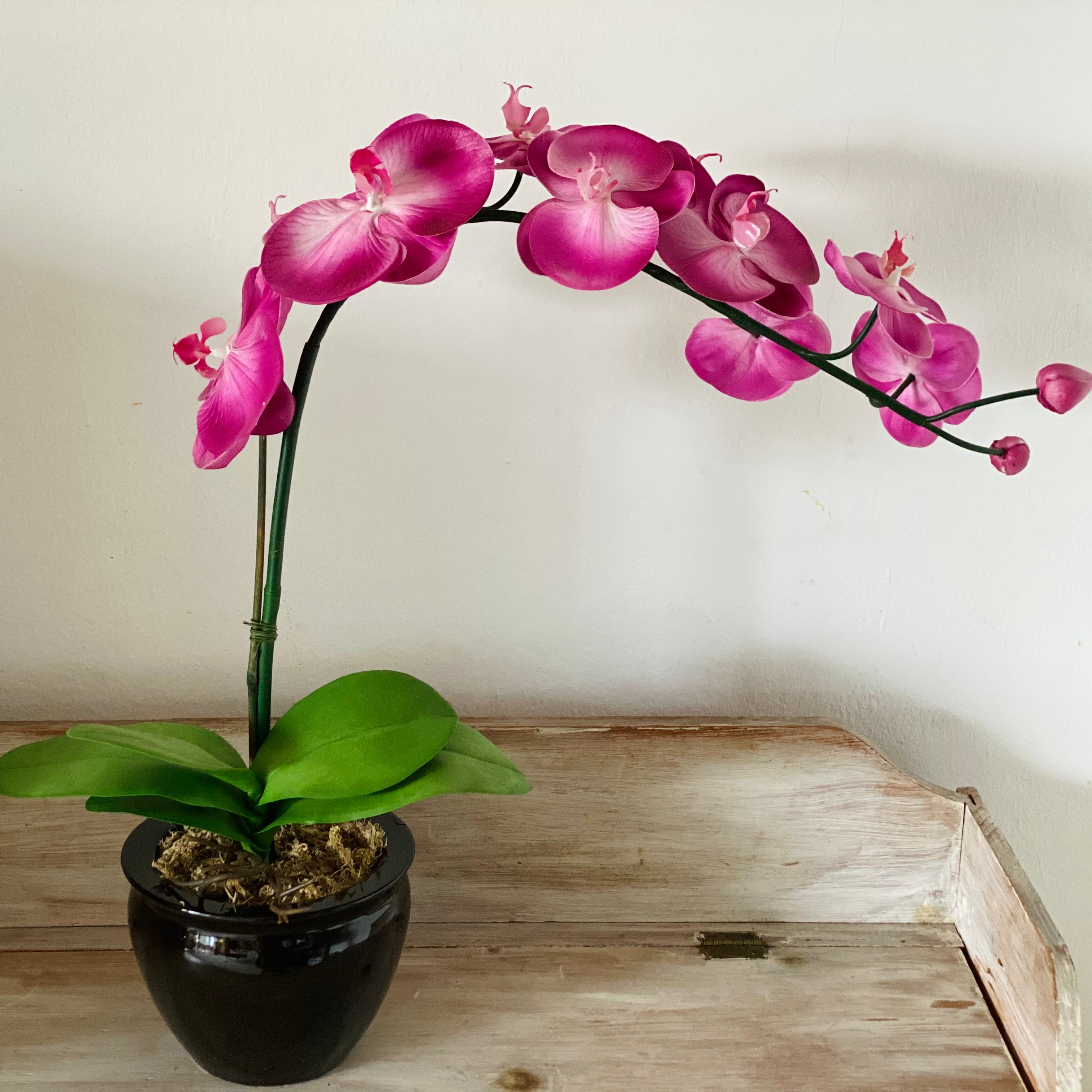 Purple Orchid - Single stem arrangement