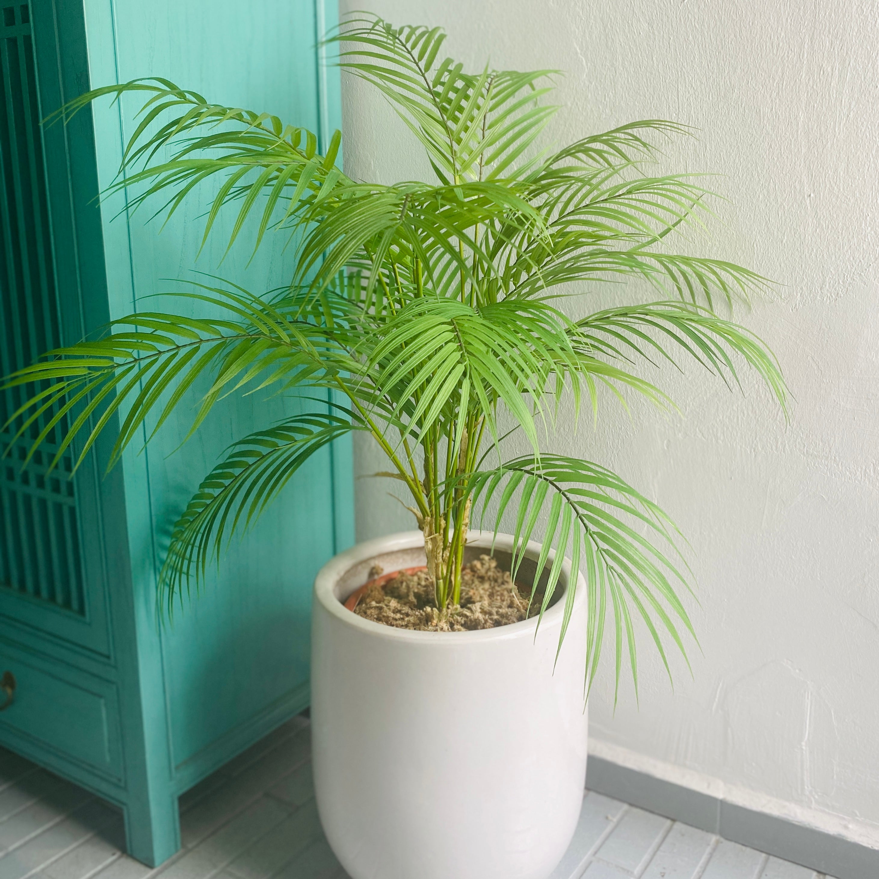 faux palm plant
