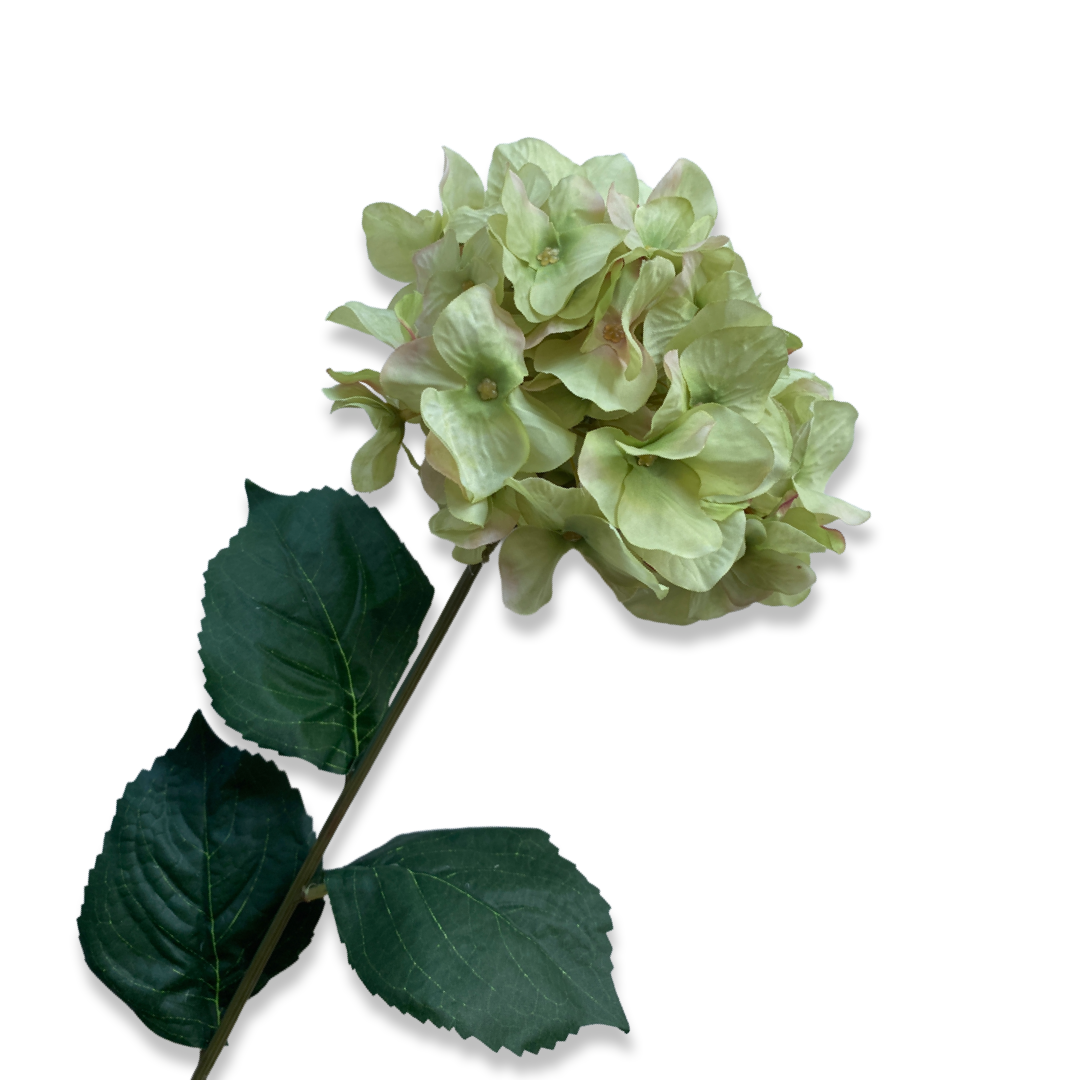 French Hydrangea - Green Rose