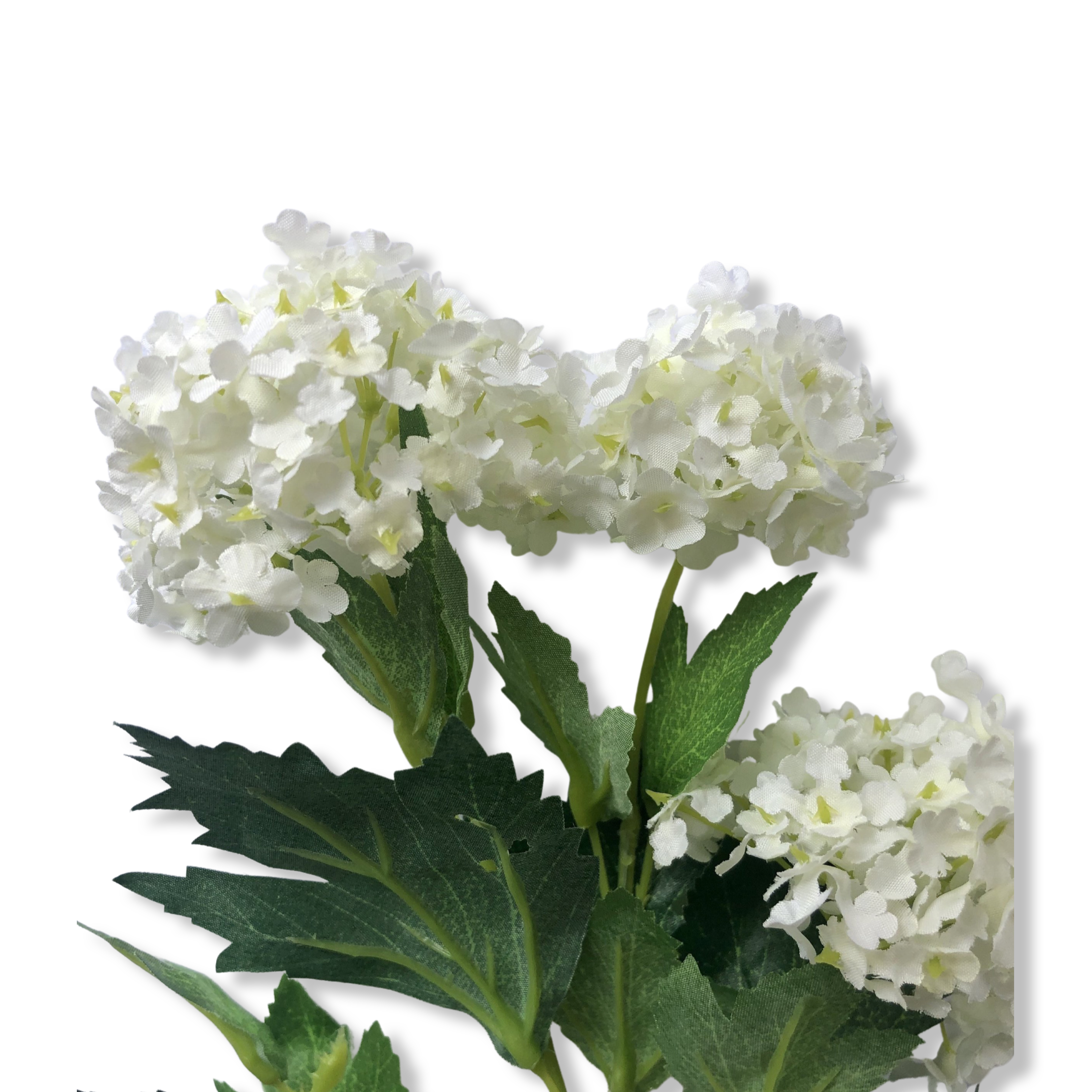 Viburnum - Cream