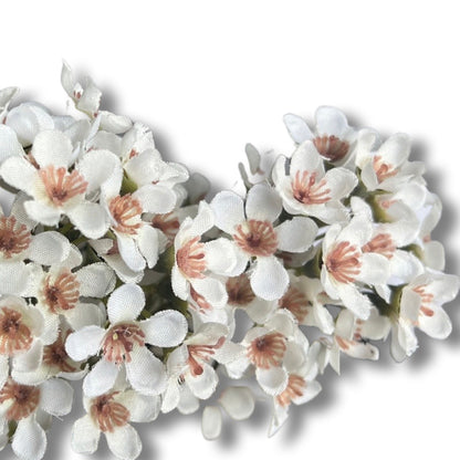 waxflower