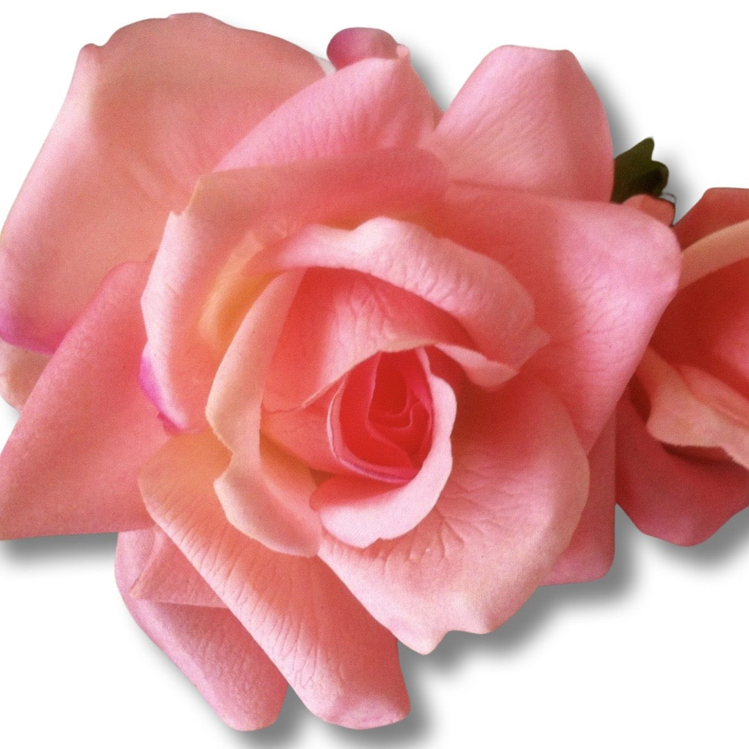 Coral Pink rose