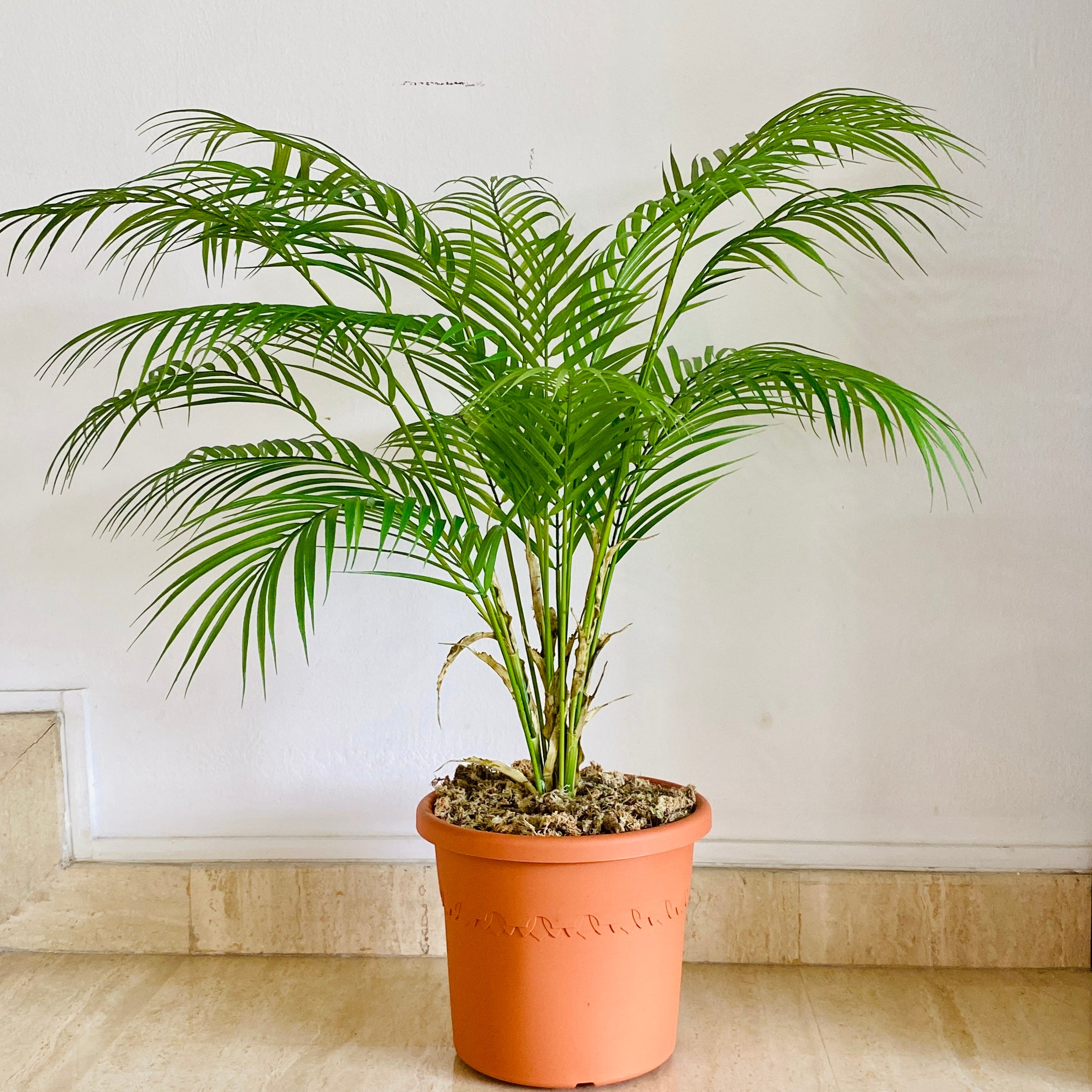 faux palm plant