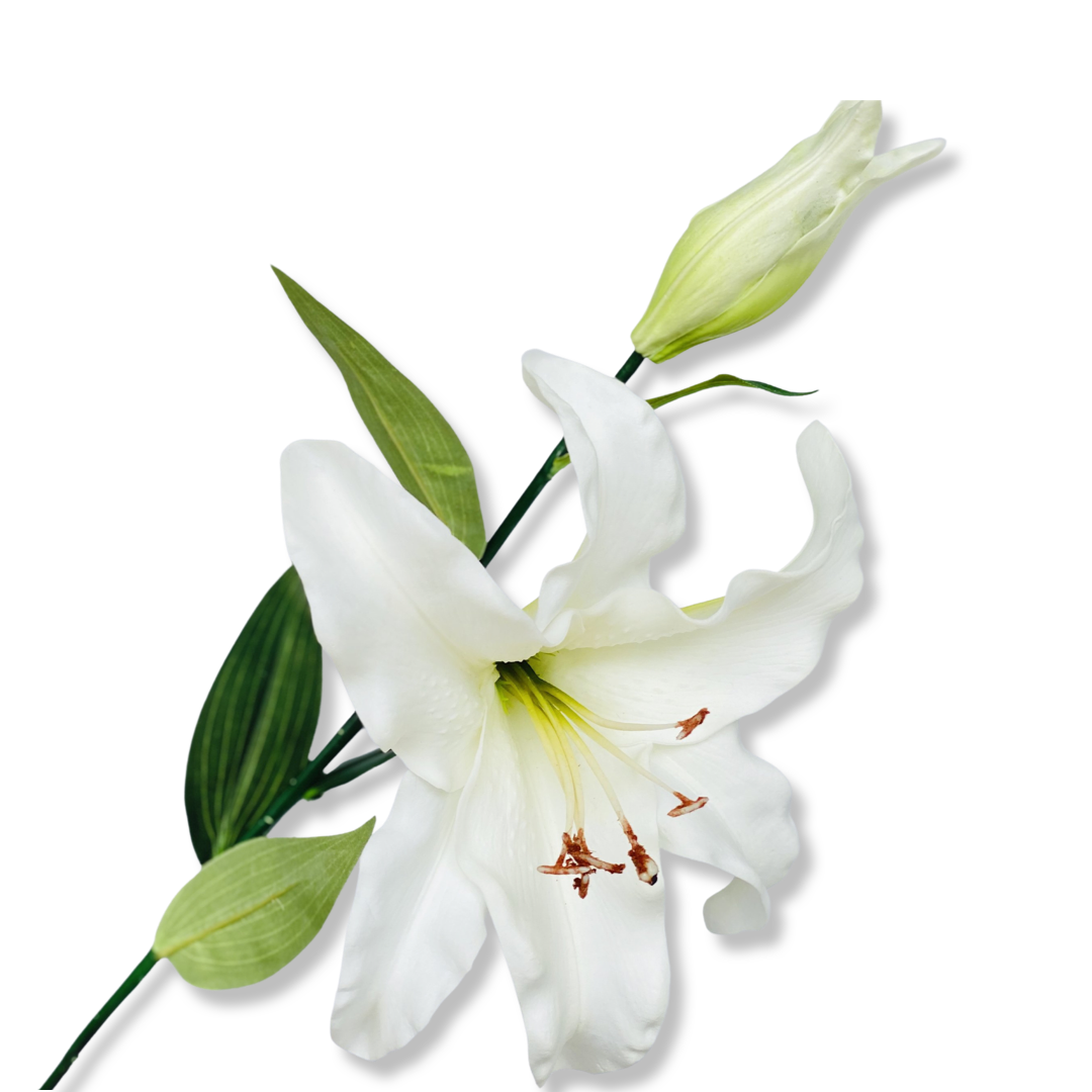 Casablanca Lily- White