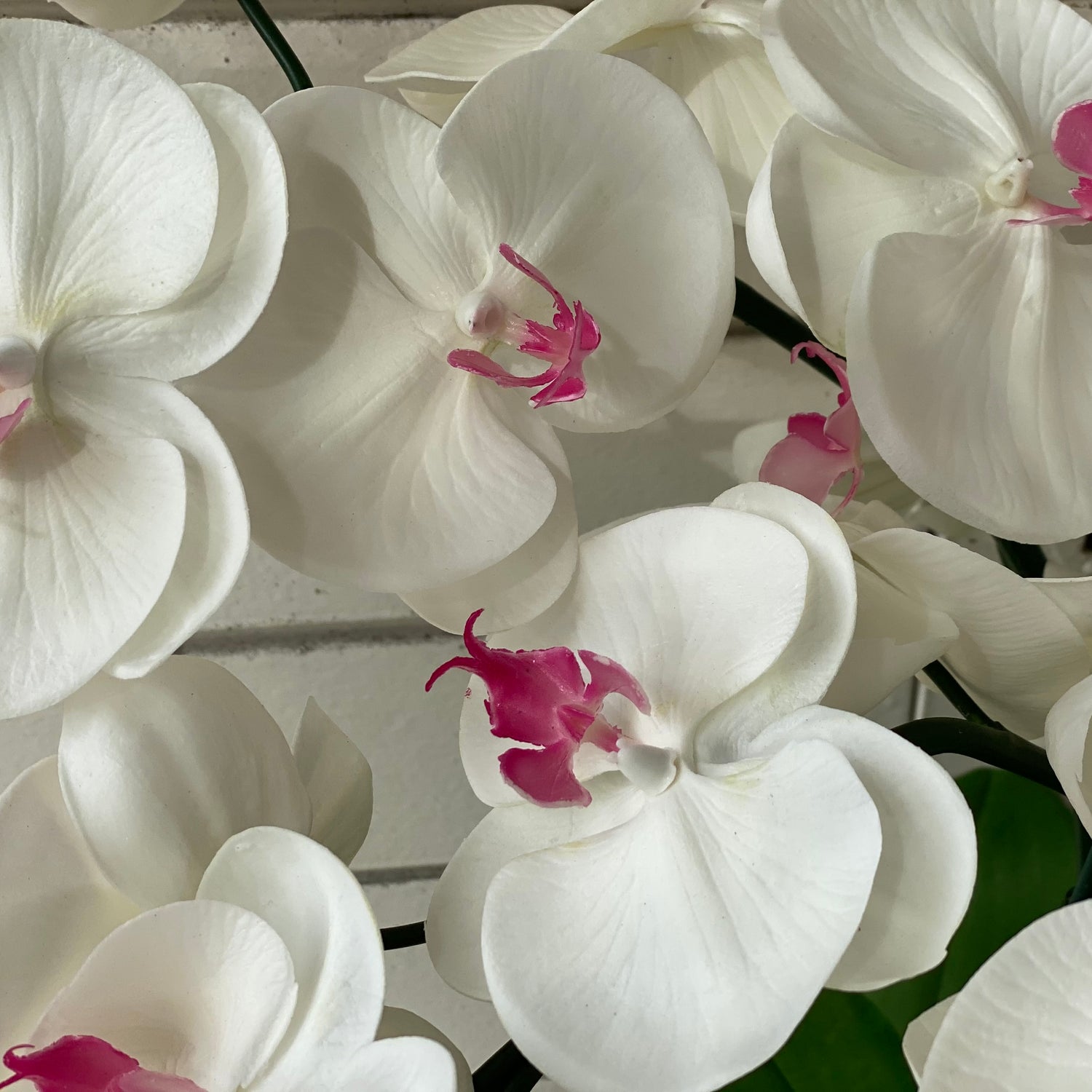 White &amp; Pink Orchid - single stem arrangement