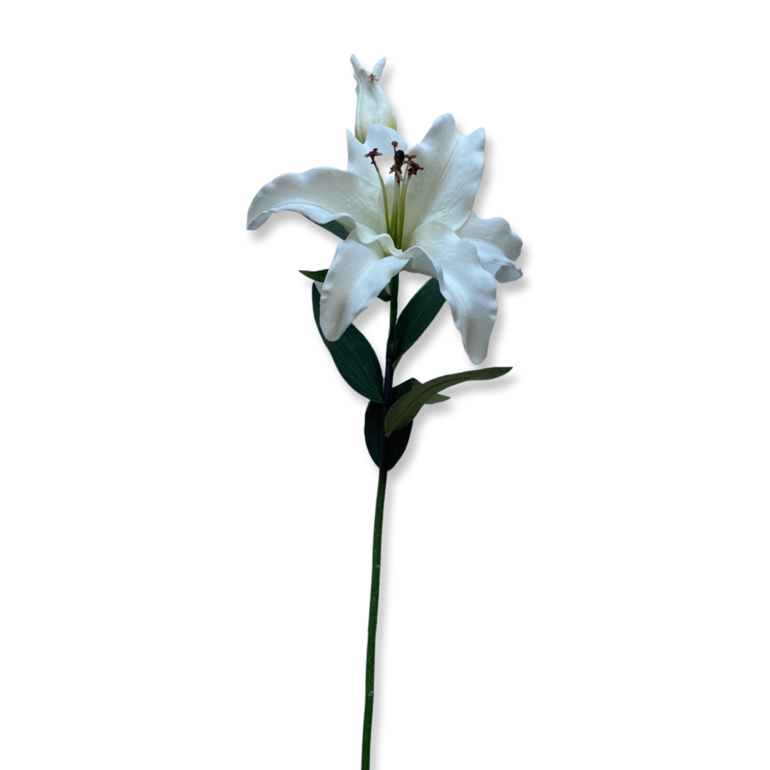 Casablanca Lily- White