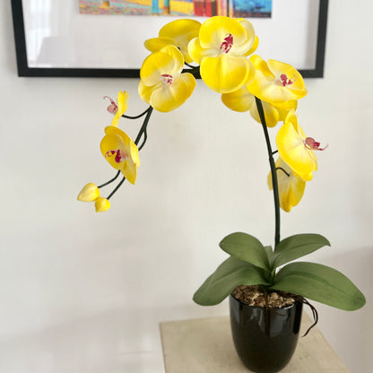 Yellow single orchid