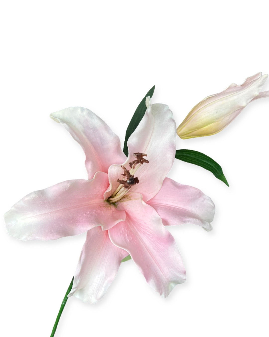 Casablanca lily - Pink