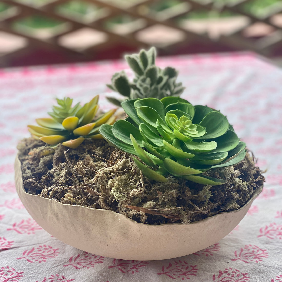 Potted succulents bowl