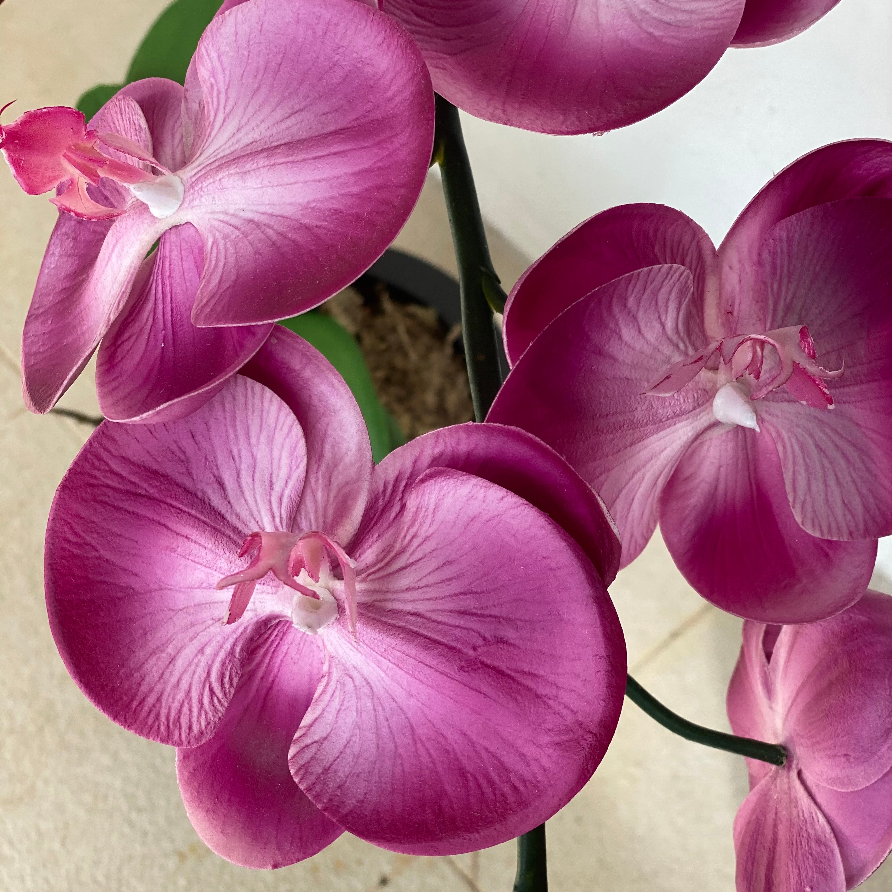 Purple Orchid - Single stem arrangement