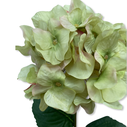 French Hydrangea - Green Rose