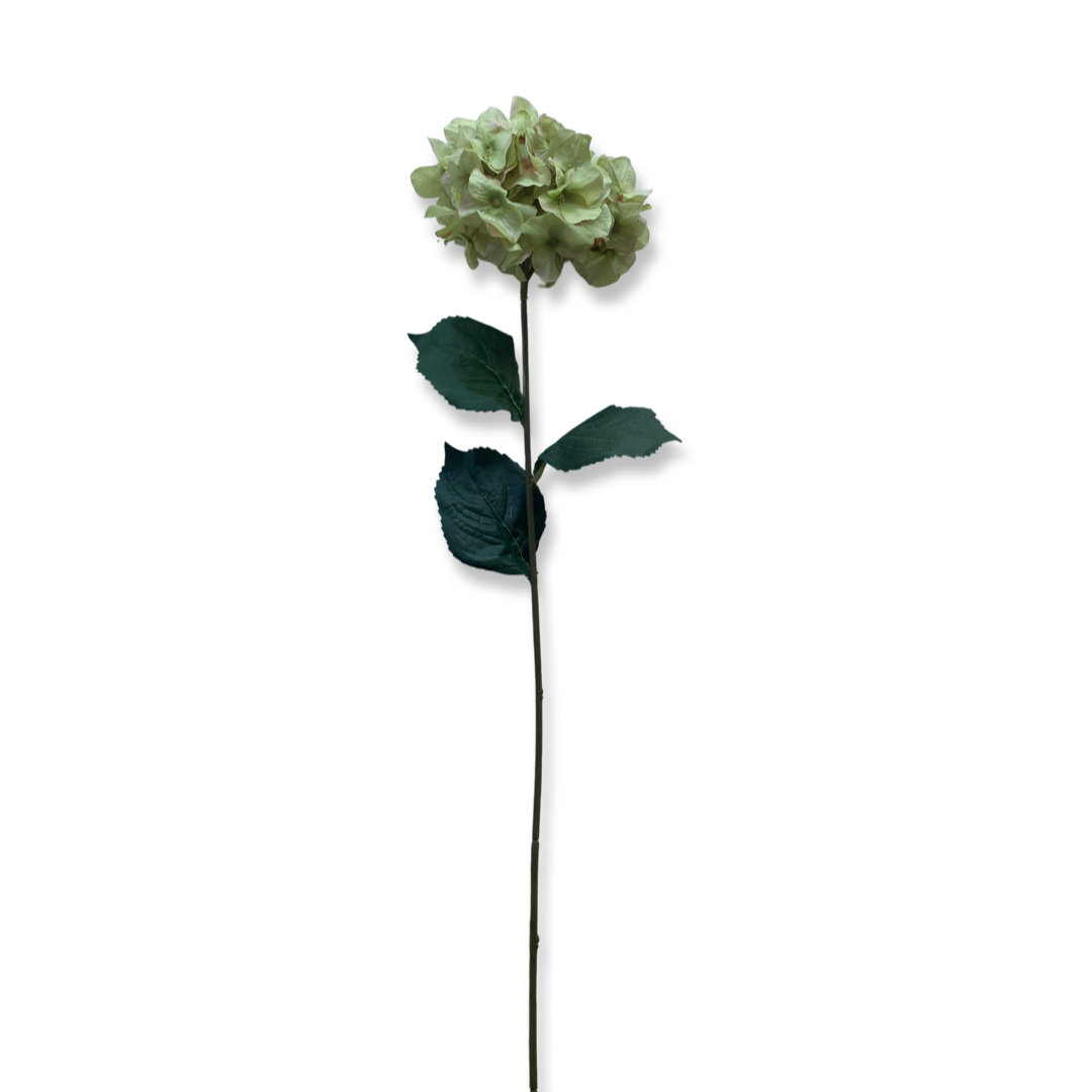 French Hydrangea - Green Rose