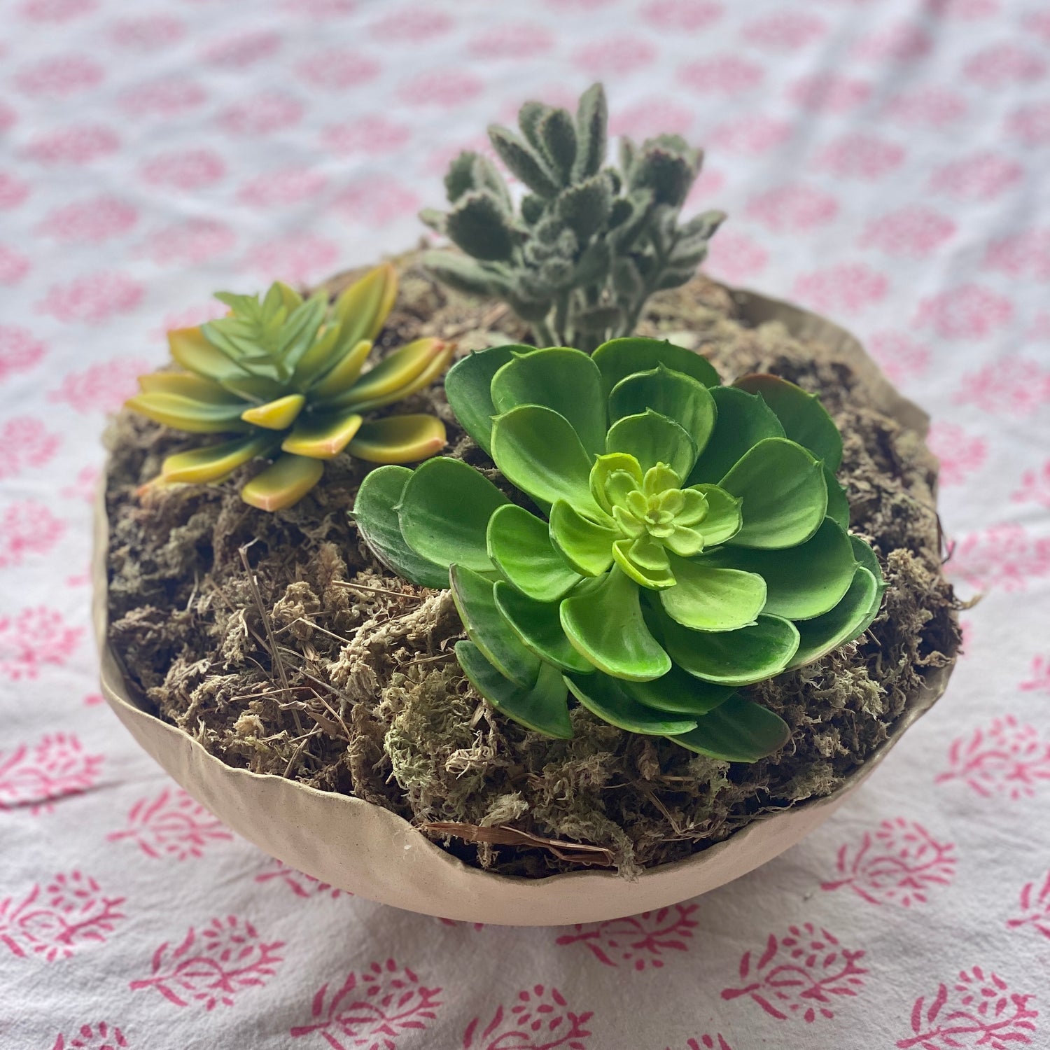 Potted succulents bowl