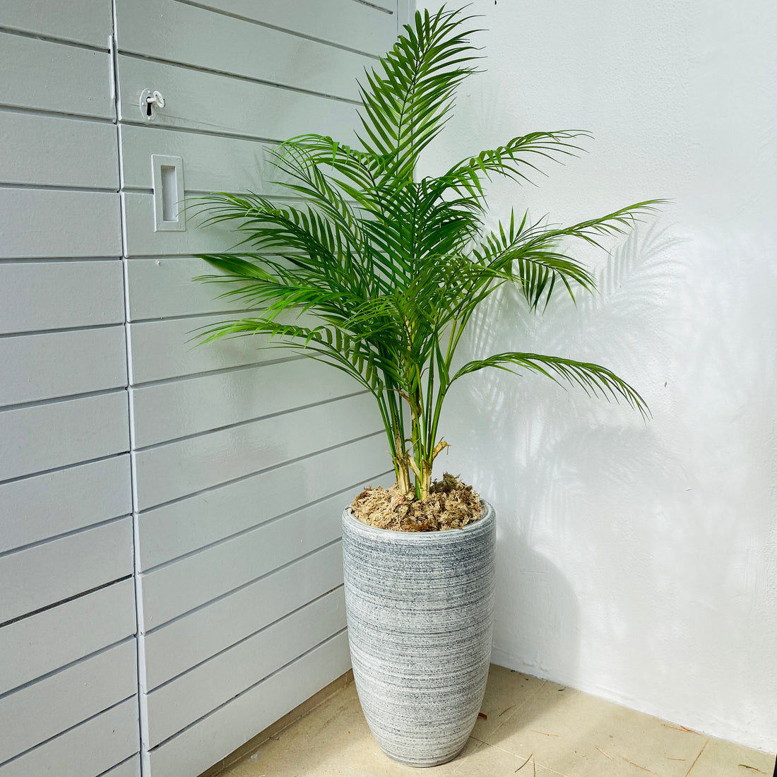 faux potted palm